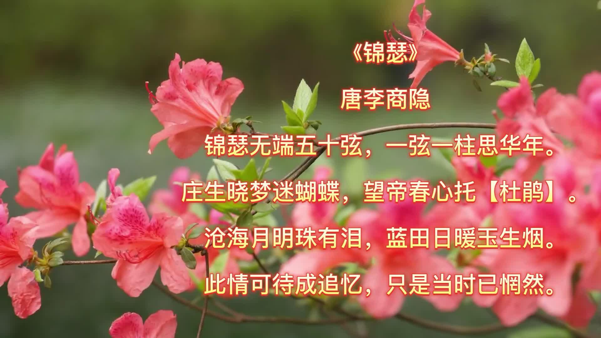 描写杜鹃花的诗词句有哪些