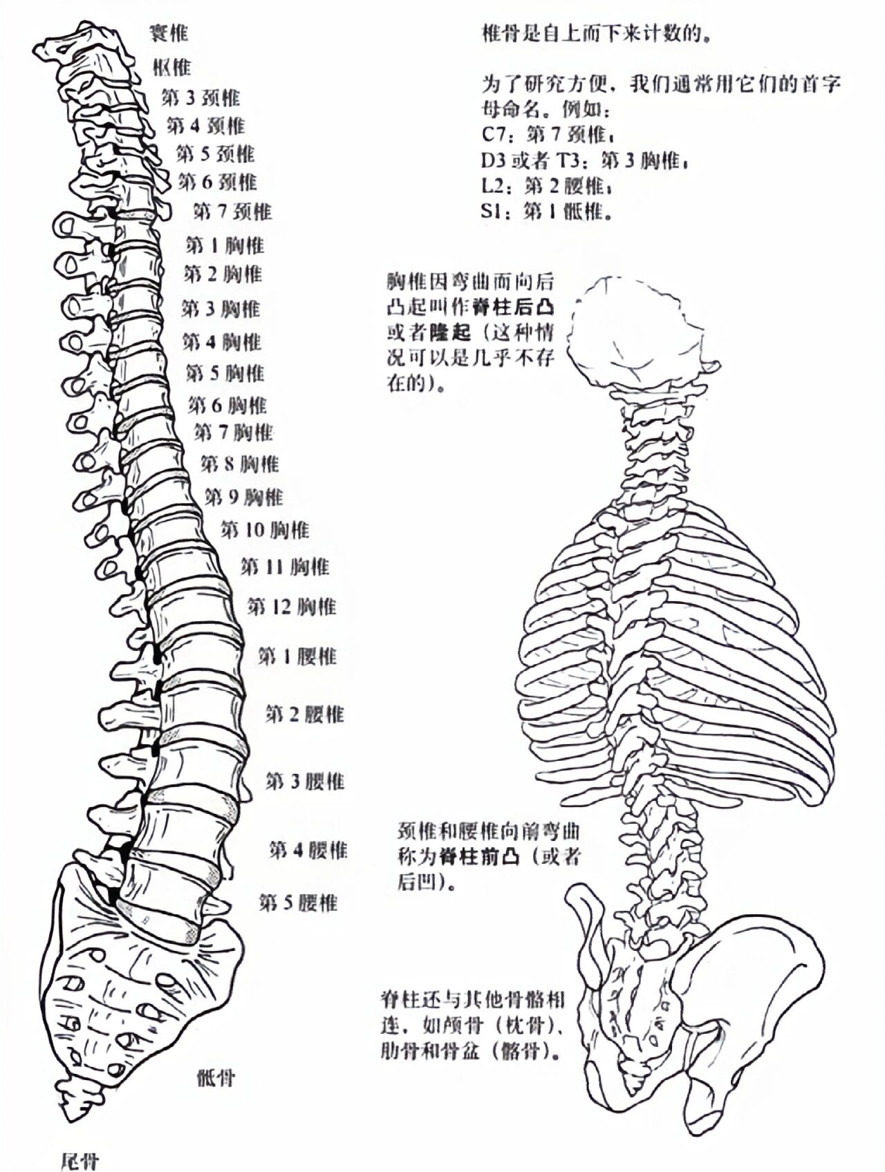 椎小关节解剖图图片