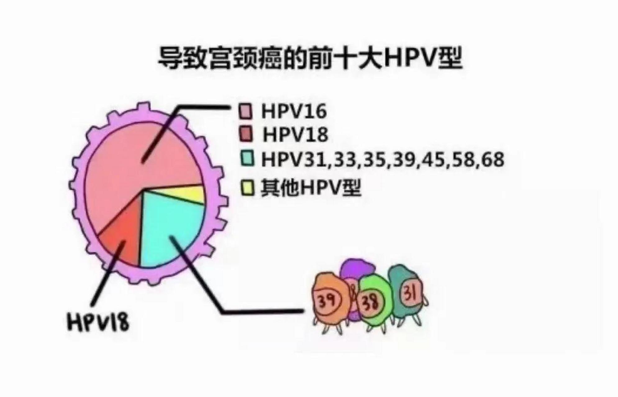 hpv是什么病 正常图片