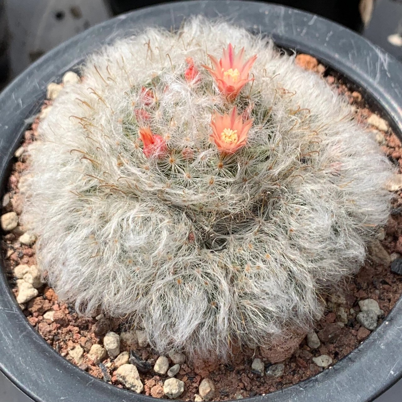 多肉之仙人球中的乳突球属白云高砂 球体绒白,质感超级好#多肉控