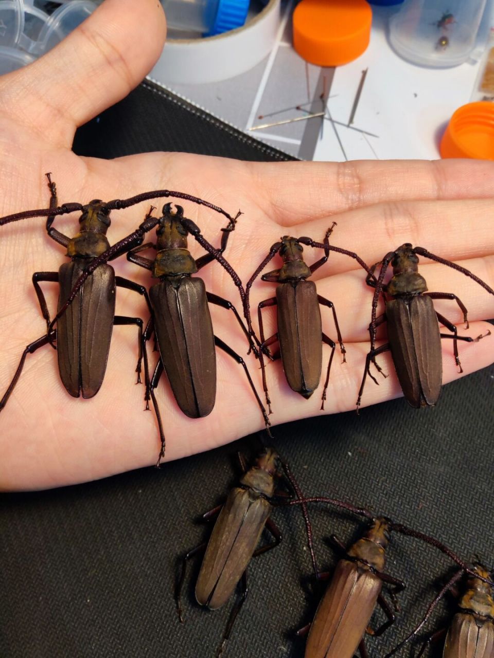 薄翅天牛,也叫中华裸角天牛,夏天南京湖边的柳树上面的"常客".