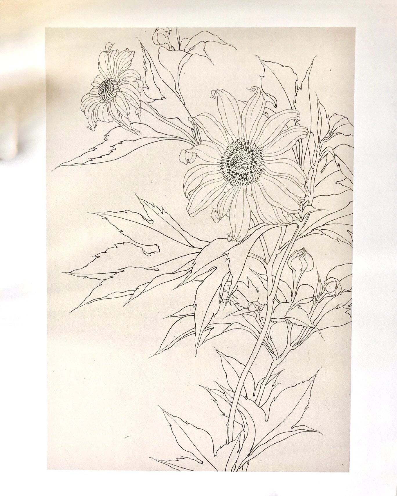 国画白描花卉-美院必学-线稿临摹-向日葵