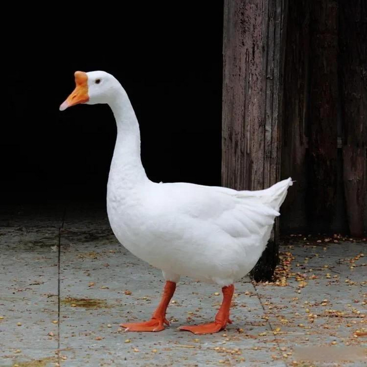 其实吧,在我看来,是不是污蔑不重要,不管大鹅是不是侵略者,我们先