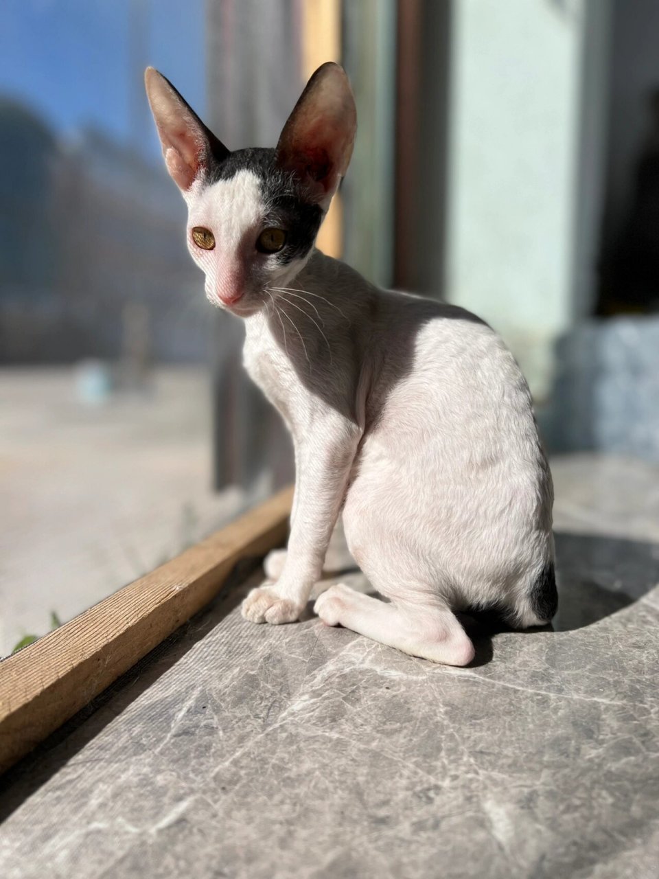 直到现在 我仍认为柯尼斯是小众的猫猫.