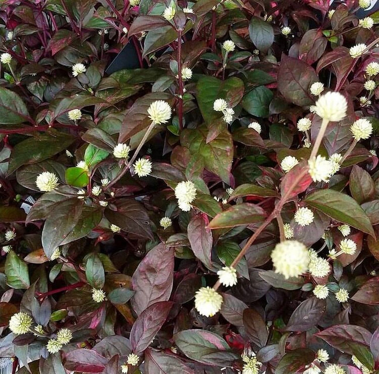 锦绣苋千日红组盆 锦绣苋还有药用价值