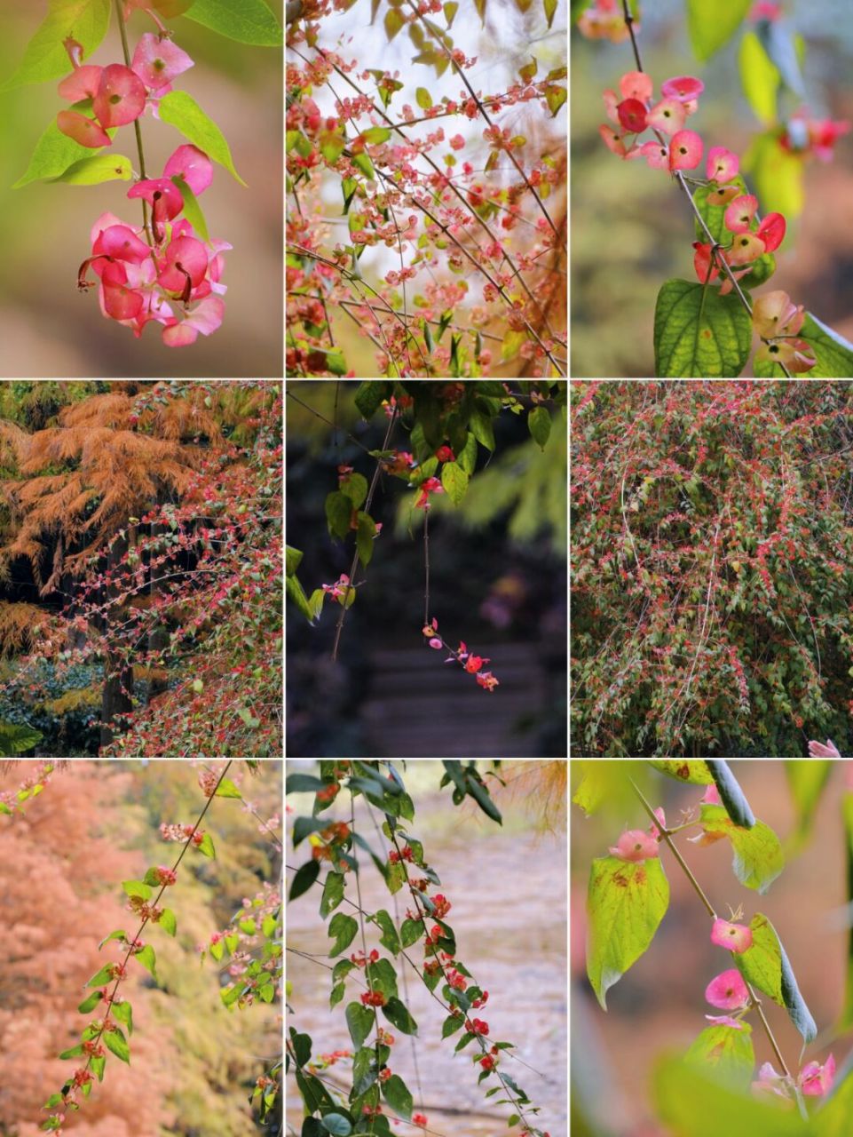 一抹冬日里的红阳 冬红 又名阳伞花,帽子花.