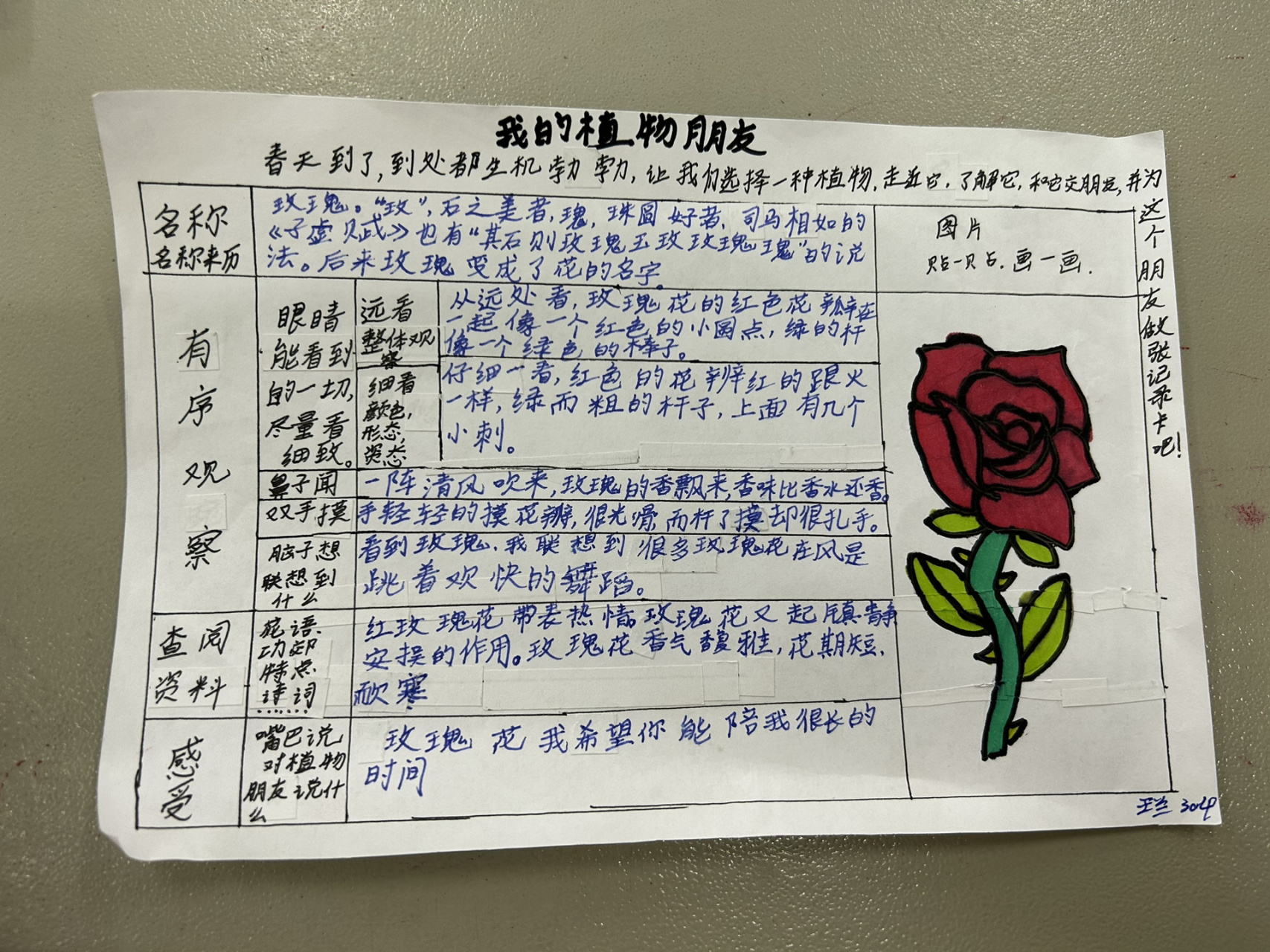 三年级下 习作 我的植物朋友 观察记录卡,理清思路,备好写作素材.