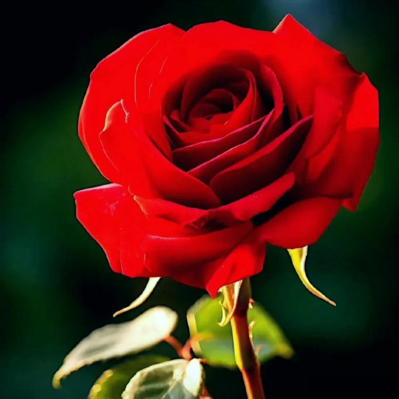 迷人玫瑰花 玫瑰绽放的样子  玫瑰花艳丽色彩, 香气扑鼻满园香.