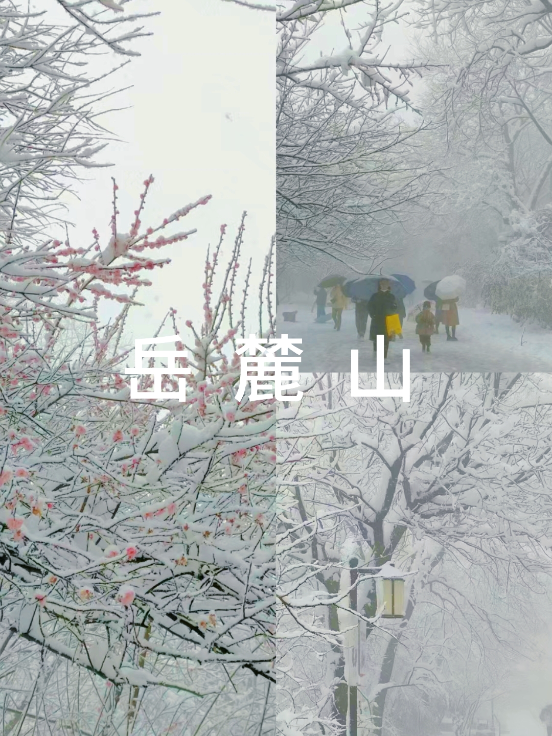 岳麓山的雪景的诗图片