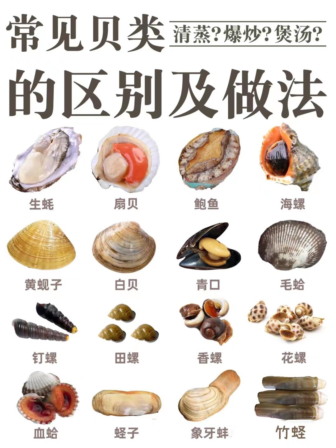 贝壳类海鲜名字和图片图片