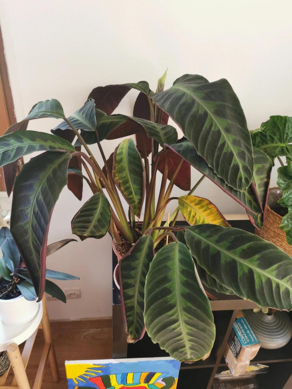 紫背天鹅绒竹芋,这是闷根了吗?