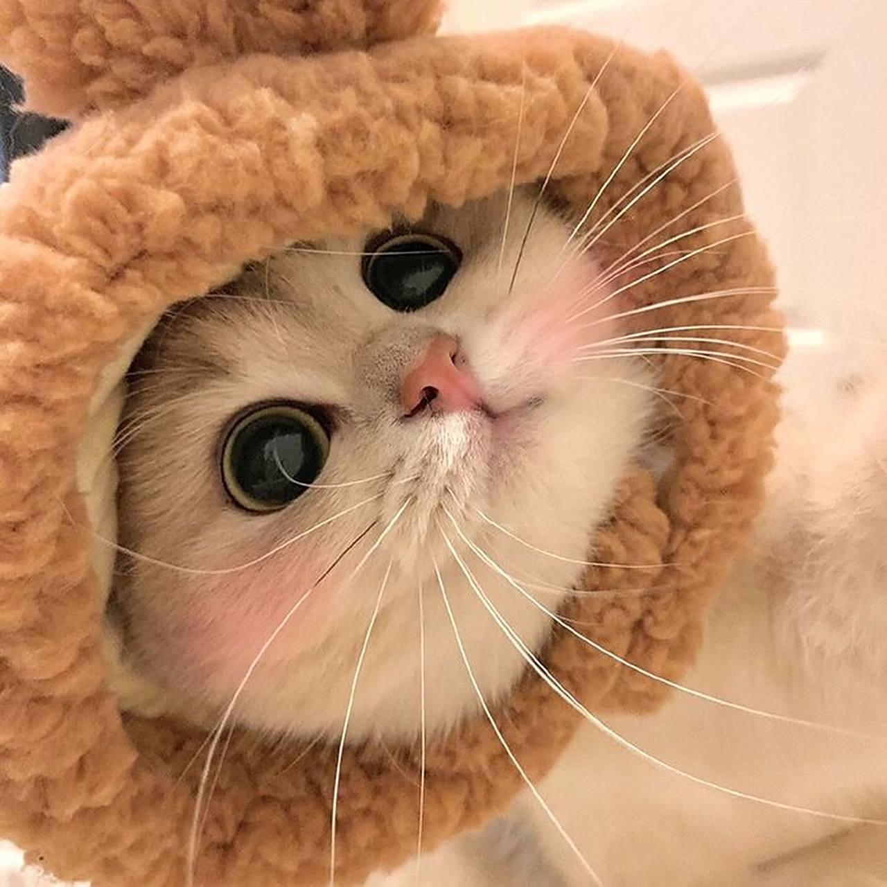 超可爱的猫咪头像93 真的好喜欢好喜欢好喜欢好喜欢好喜欢 超级可爱