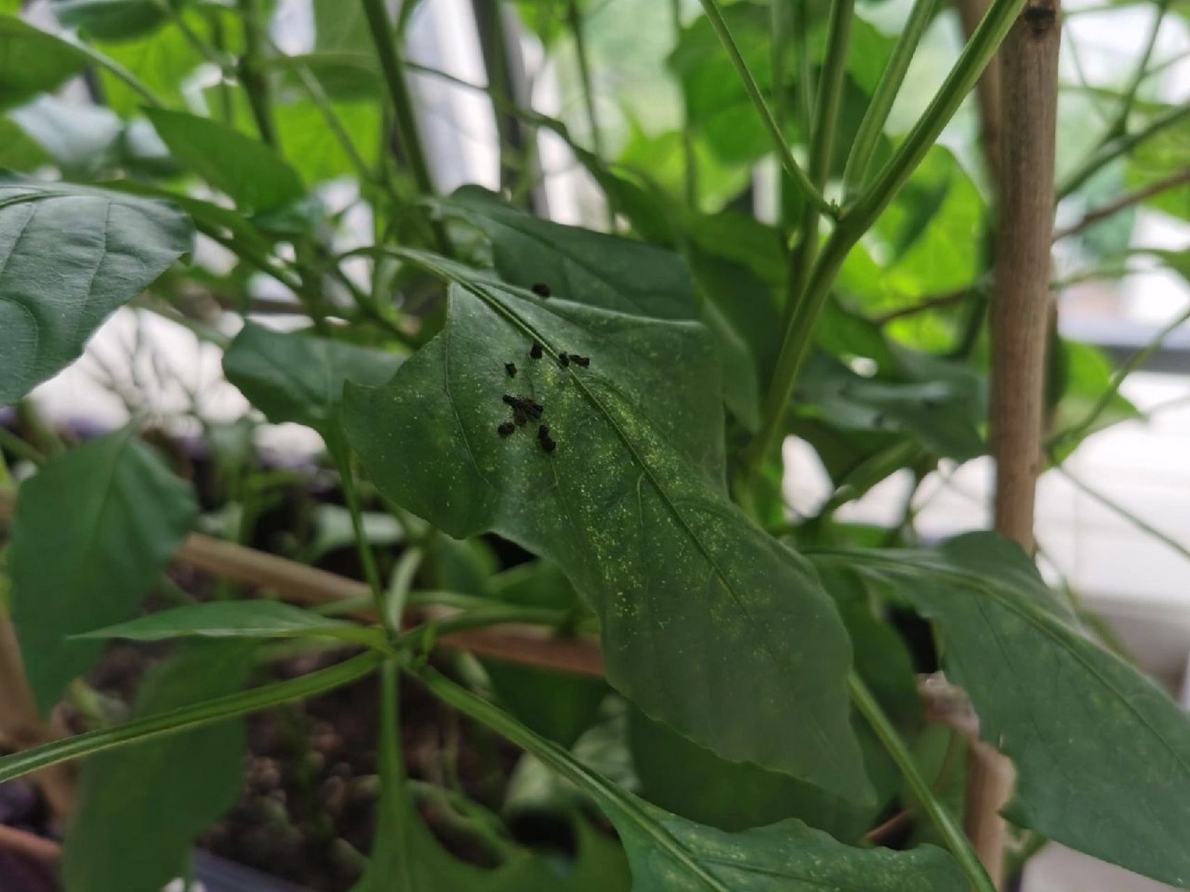 阳台种的辣椒招虫子了,怎么办 今天发现阳台种的辣椒好像招虫子了