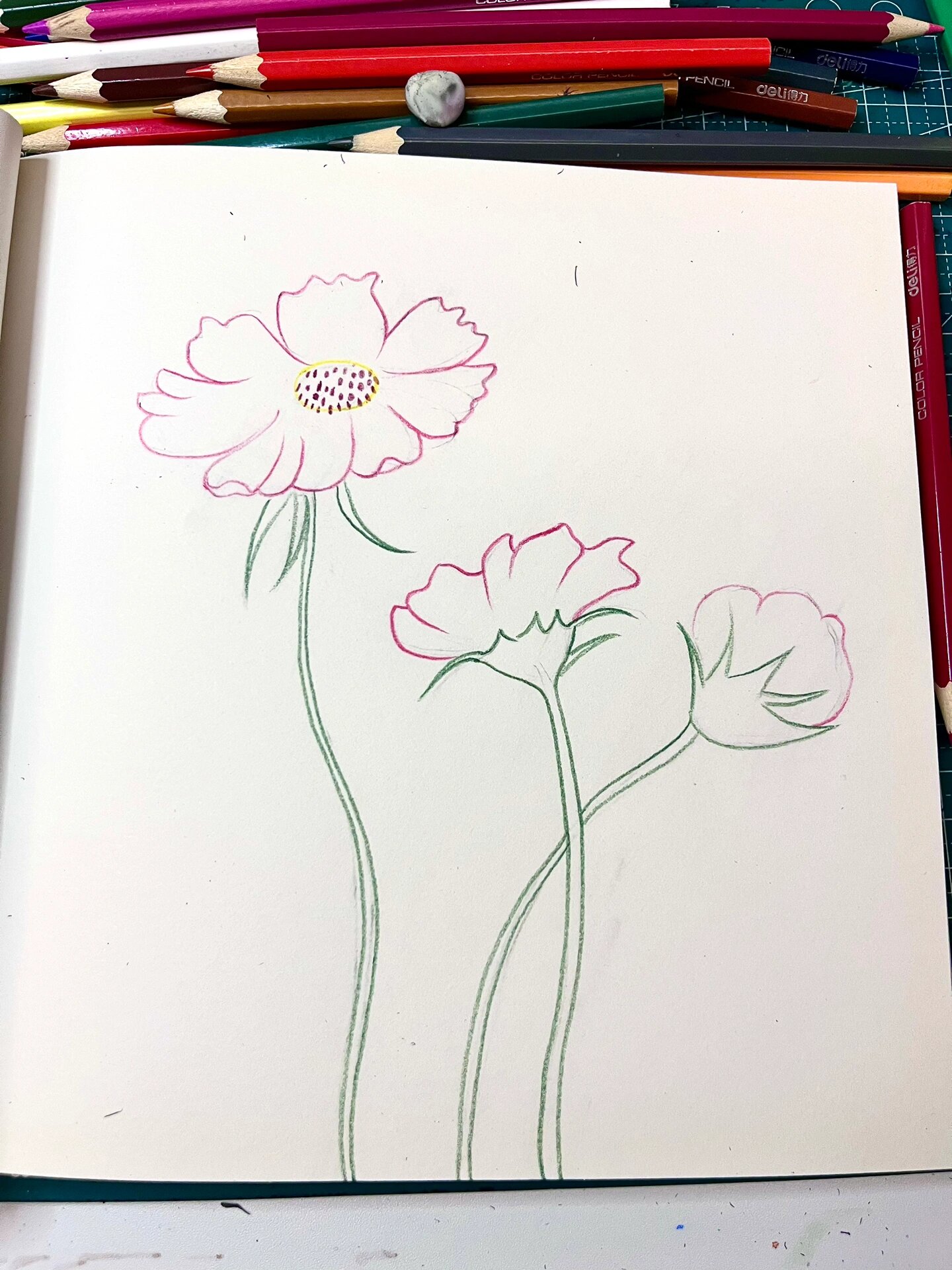 彩铅格桑花 (附步骤)生在西藏