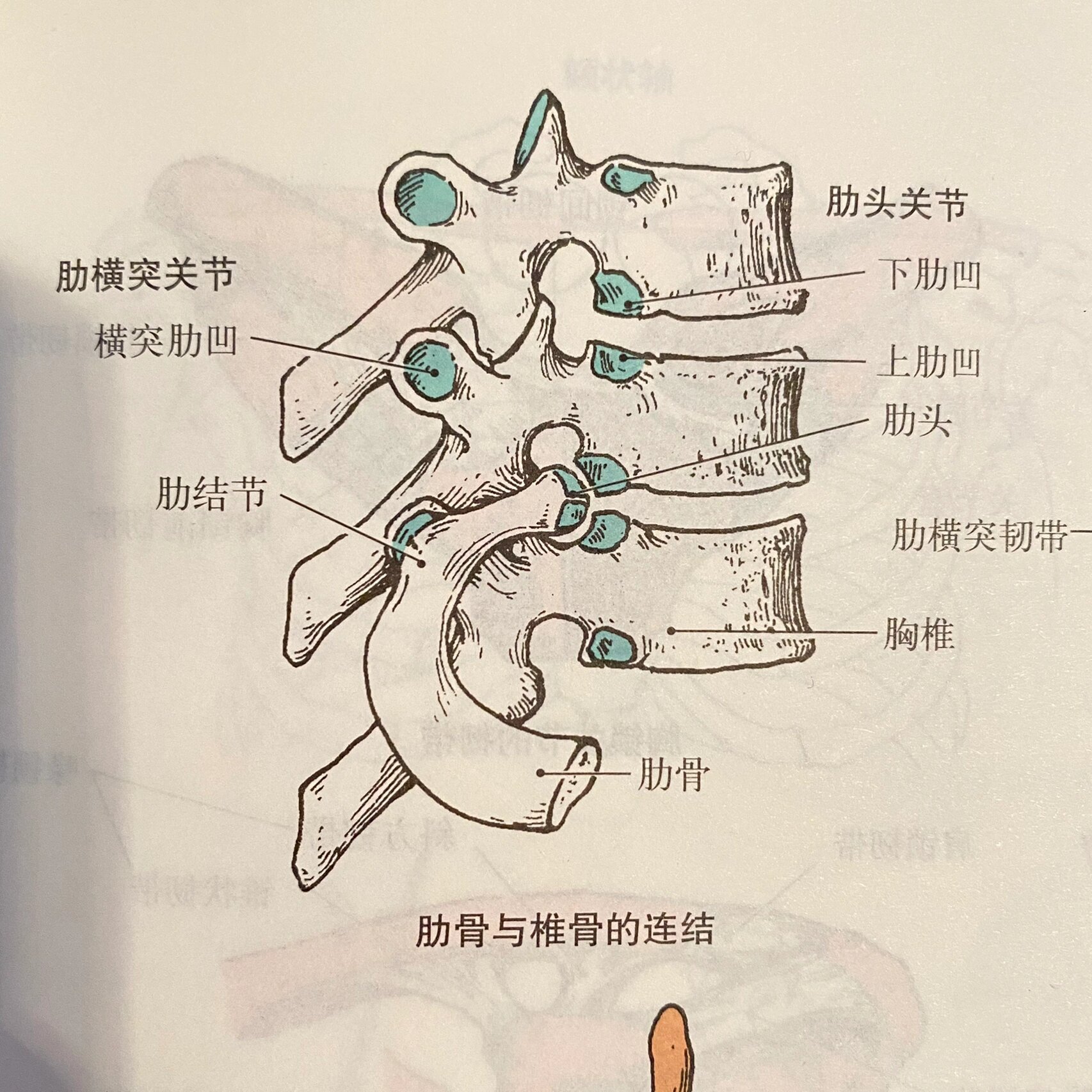 横突肋凹和什么连接图片