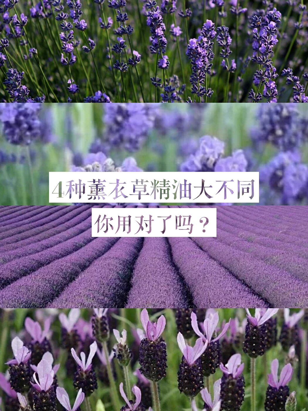 芳香宝典