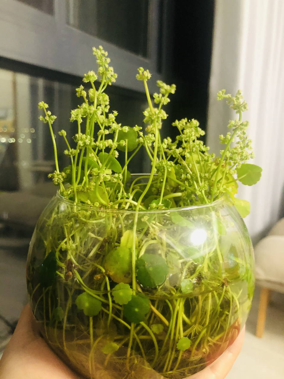 为啥我的铜钱草总开花不长叶 放在每天都照到太阳的落地窗边,根系长得