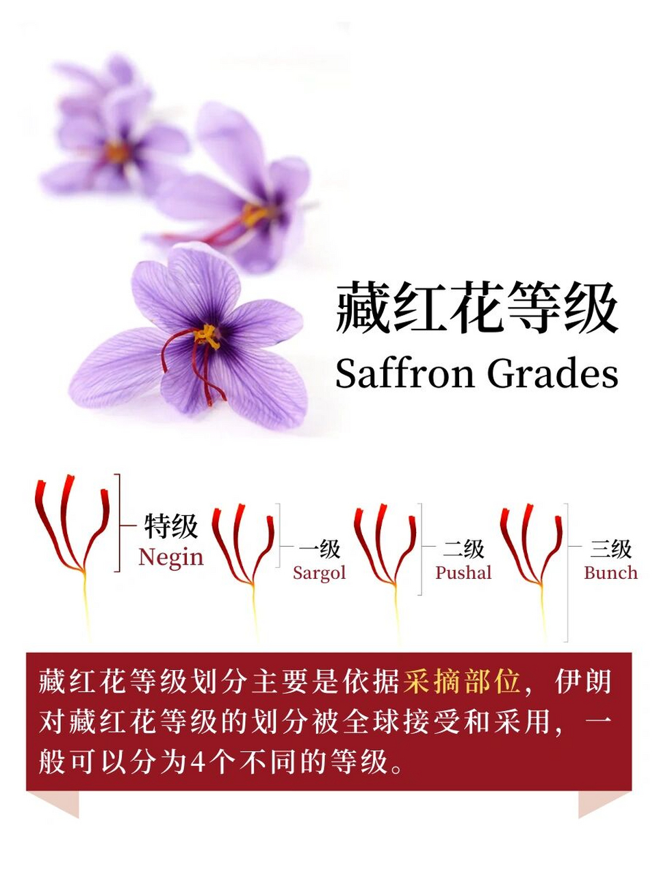 96花中圣品藏红花,一朵原花中只取三根花蕊,是迪拜女人的神仙水.