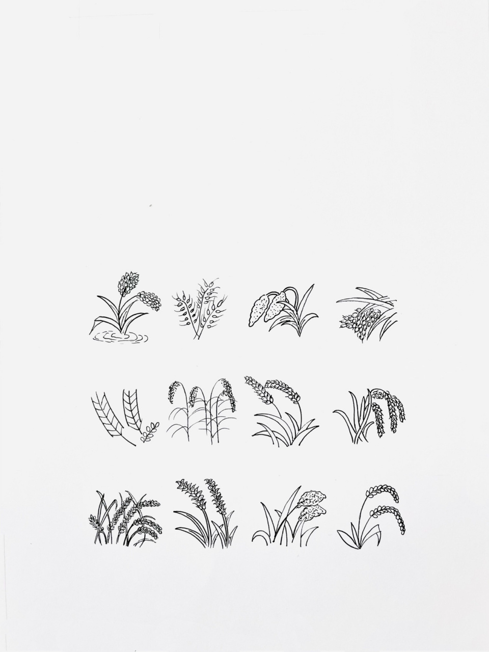 【简笔画】水稻90 分享一组植物类简笔画—水稻90 还想画什么