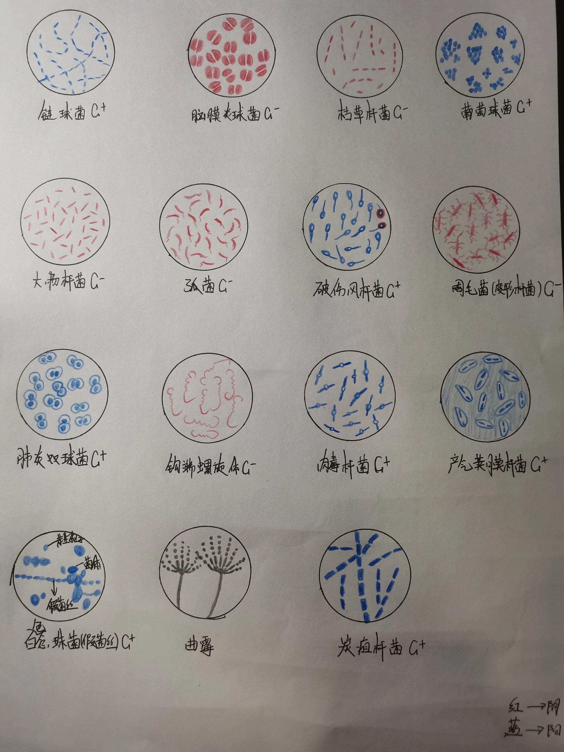 医学微生物红蓝铅笔手绘图