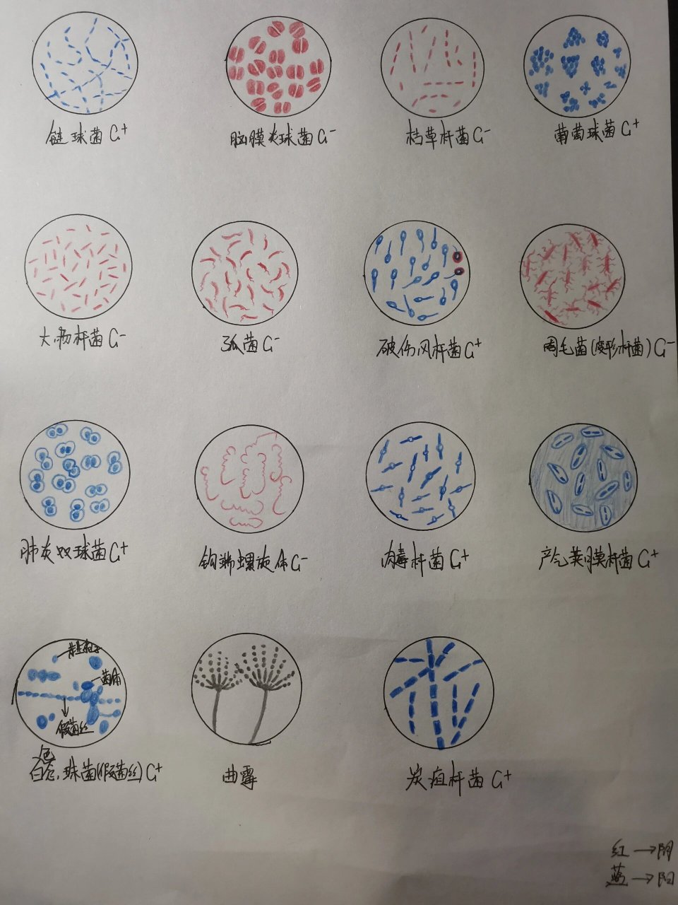 医学微生物红蓝铅笔手绘图