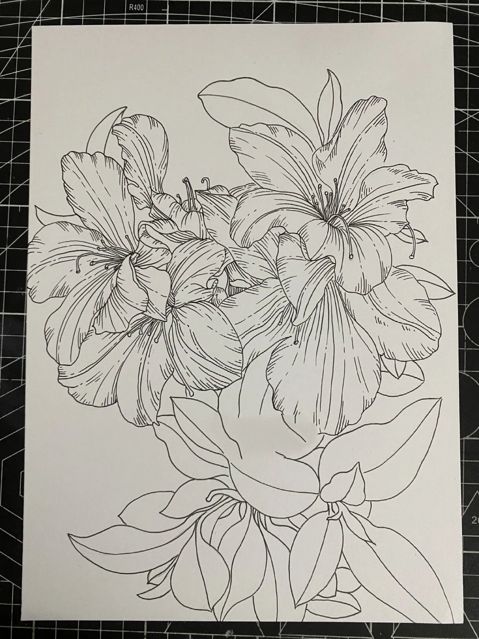杜鹃花‖花卉线描‖马克笔上色【附过程】 杜鹃花寓意人们对生活热烈