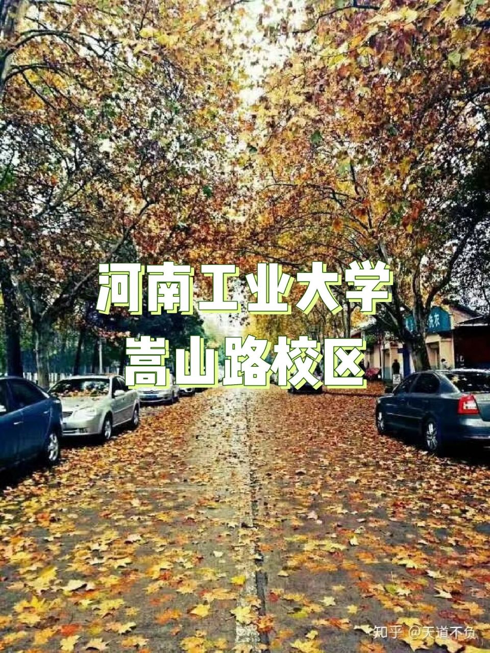 河南工业大学嵩山路校区 老校区有浓浓的历史感,很多古树,绿化也很好.
