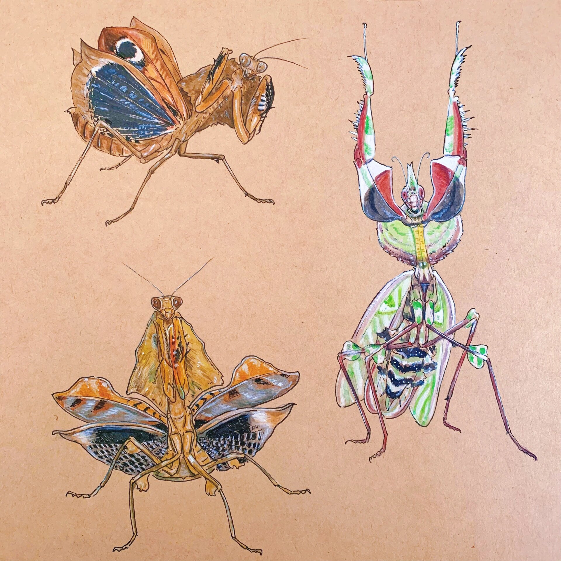 又画了一些螳螂@生活的快乐馆的动态