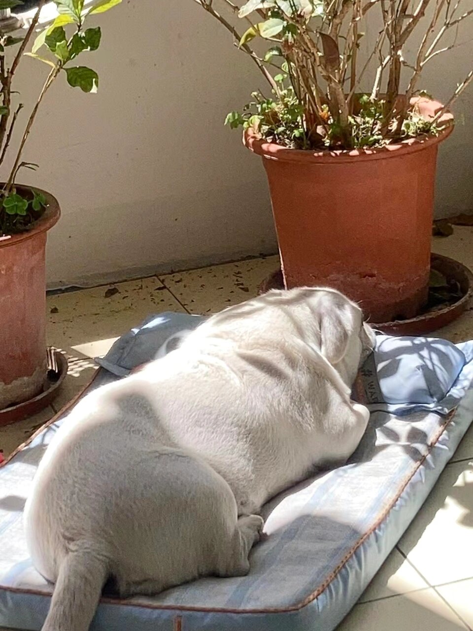 白色巴哥犬!花式晒太阳