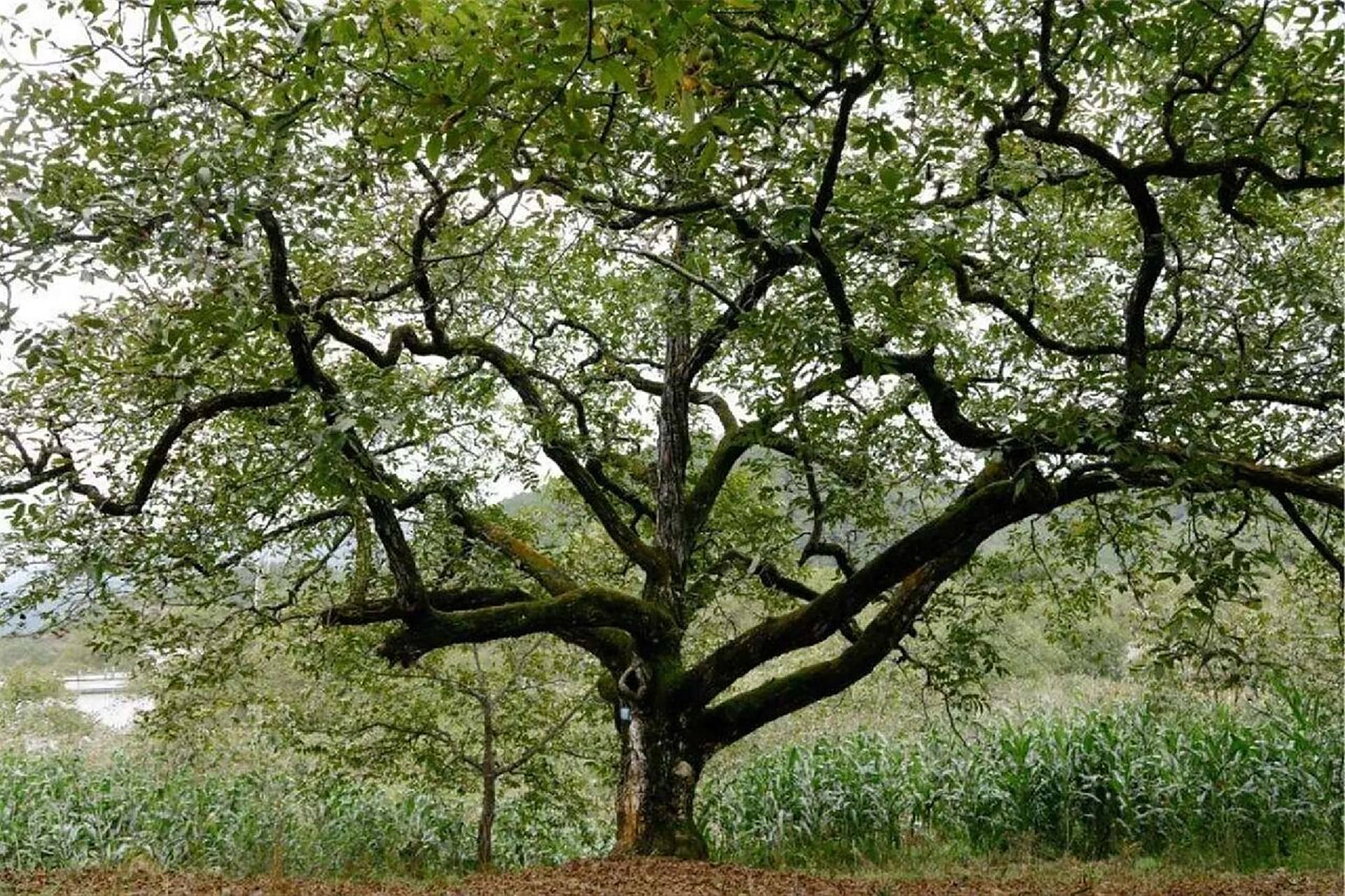 核桃树(胡桃树) 核桃,又称为胡桃,这两个名称可以说是胡桃属植物的通