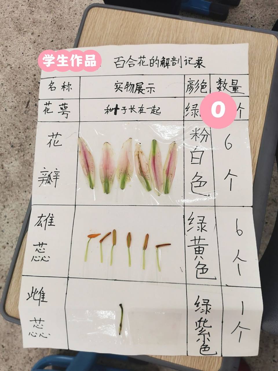 百合花的解剖记录 学生作品