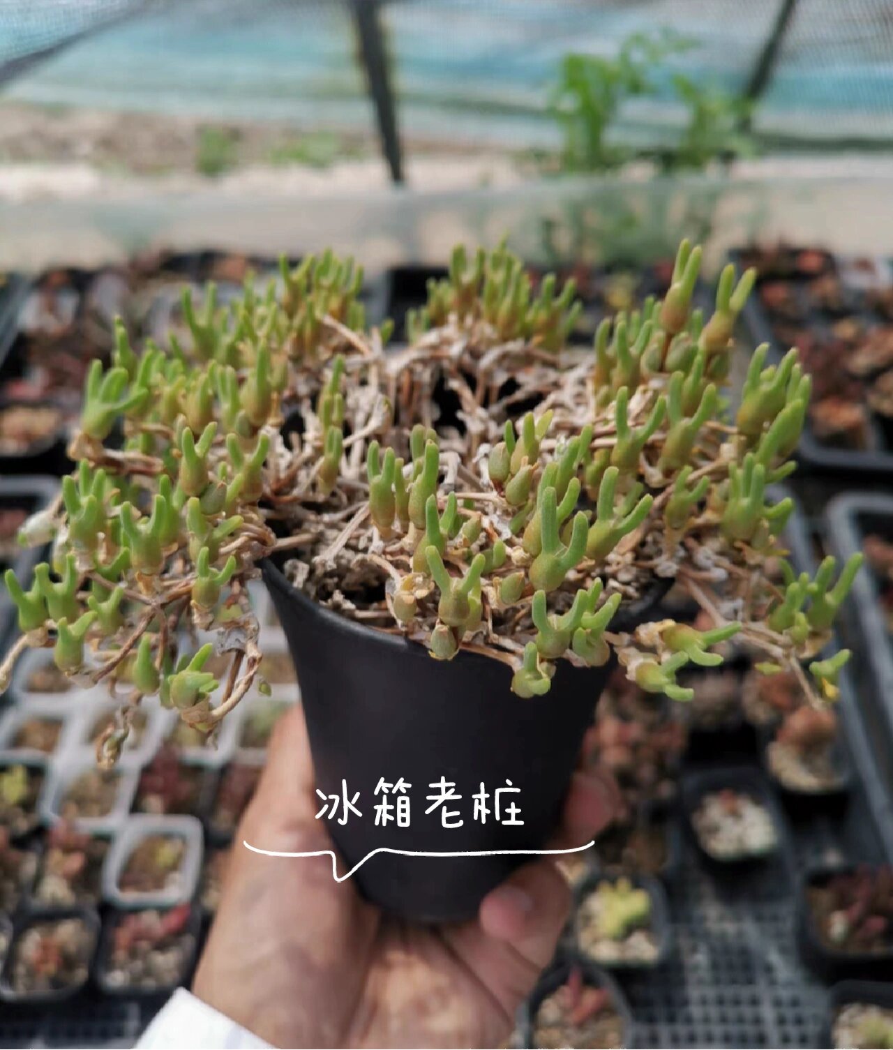兔年小兔子多肉94 94细数这些年所与到的兔型多肉植物 94碧光环