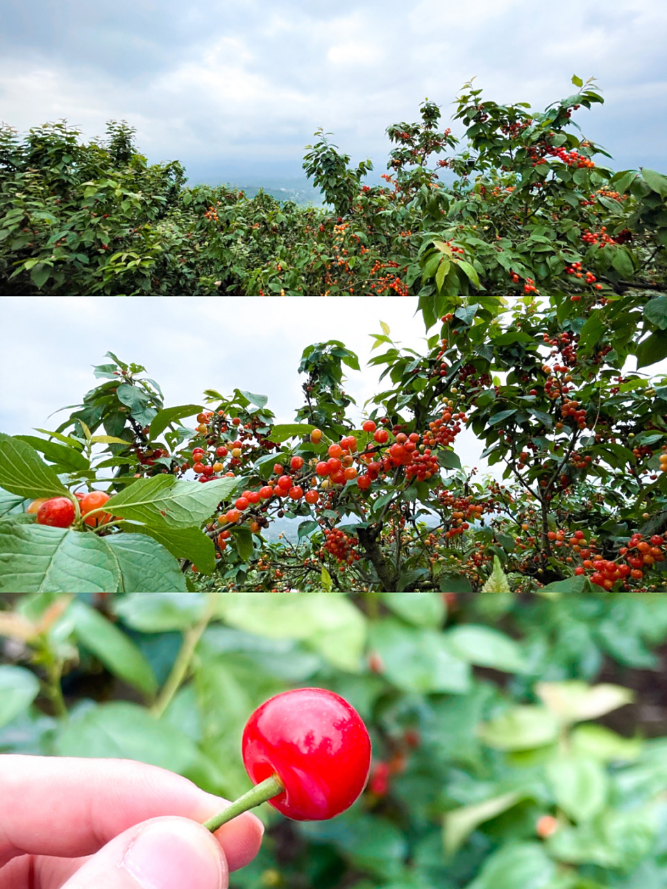 重庆摘樱桃的季节到了哦90 本来想去渝北玉峰山 结果查了下导航堵的