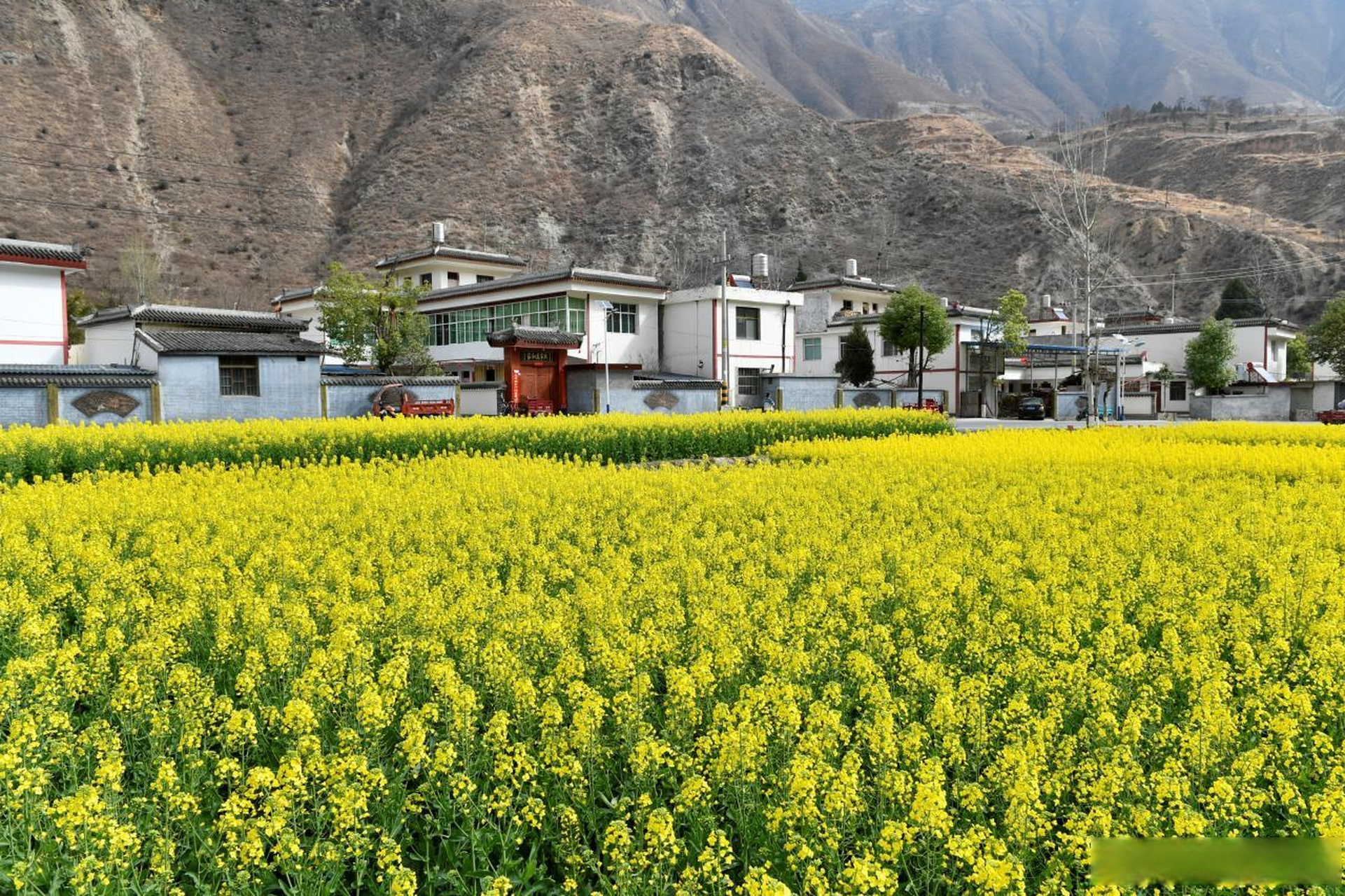 近日,文县桥头镇张家坝村周围的油菜花盛开,金色的田野吸引周边游客