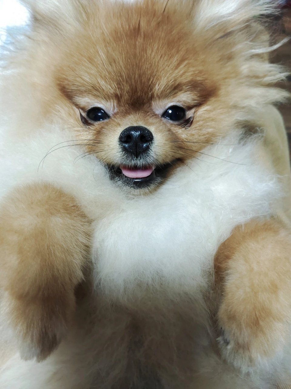 黄博美3个月到8个月的变化 逐渐变成红棕色.尴尬期好漫长.