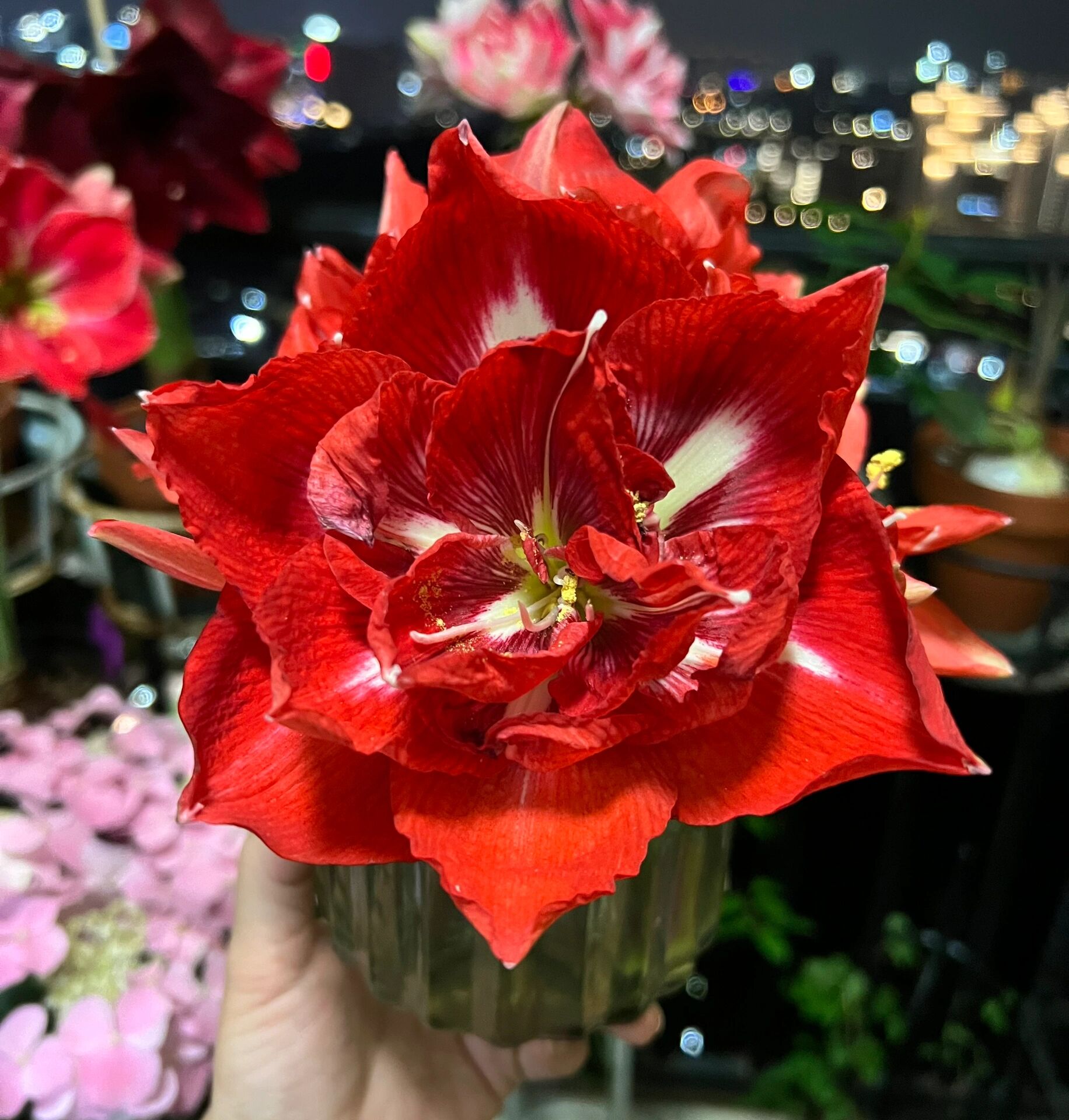 朱顶红|快乐妮芙/幸福女神  13. 快乐妮芙/幸福女神. 重瓣.