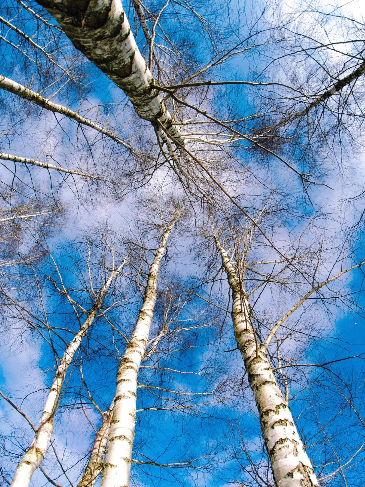 白桦树|原来它是宝藏树