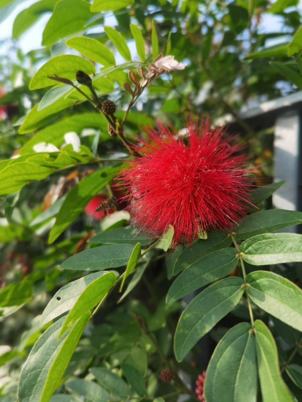 朱樱花的花语图片