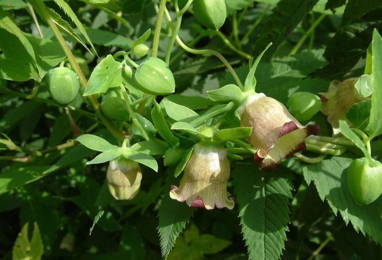 党参为常用中药,原产山西上党,其根如参,故名党参.