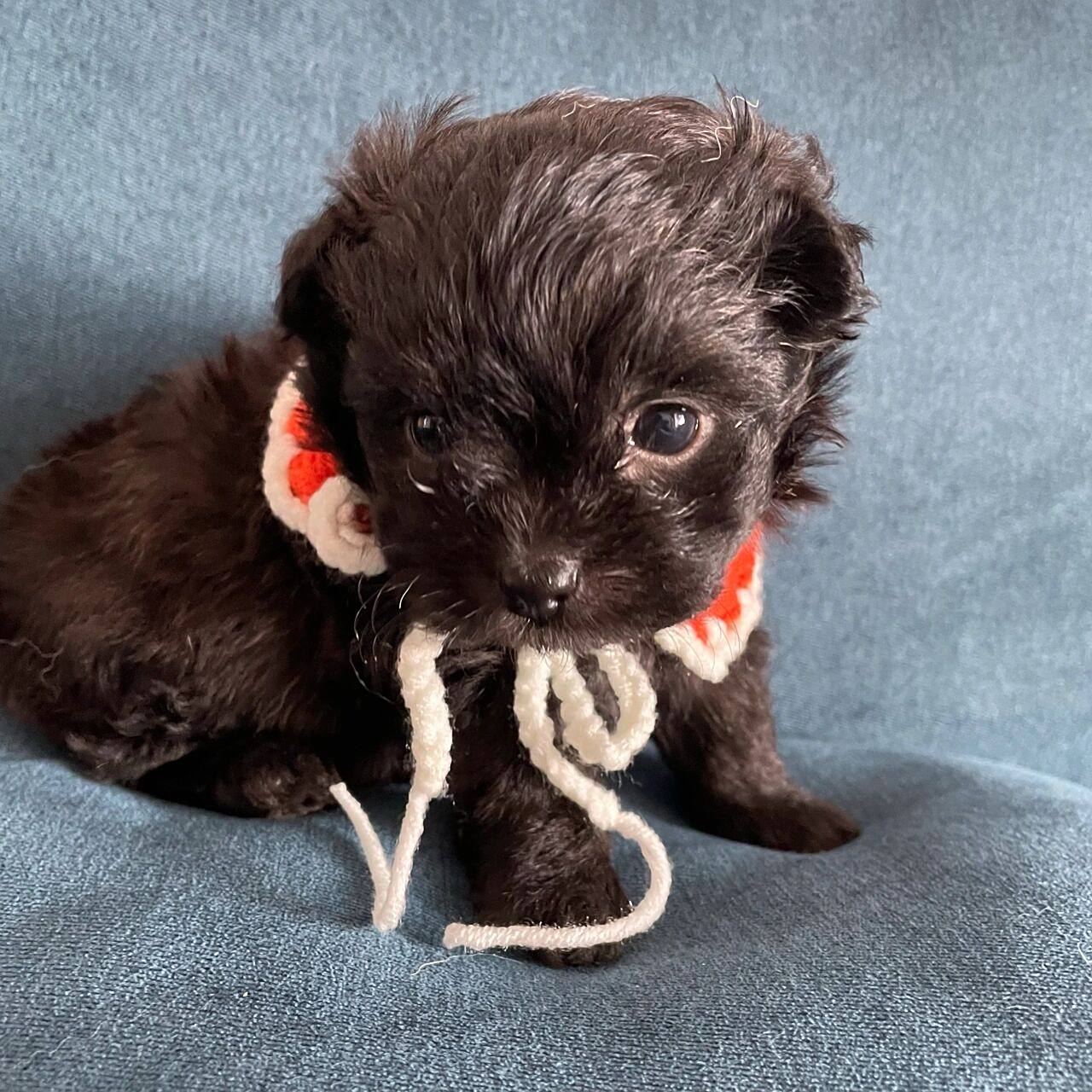 泰迪和博美串串能有多可爱 大家好,我是黑煤球,爸爸是黄色博美,麻麻是