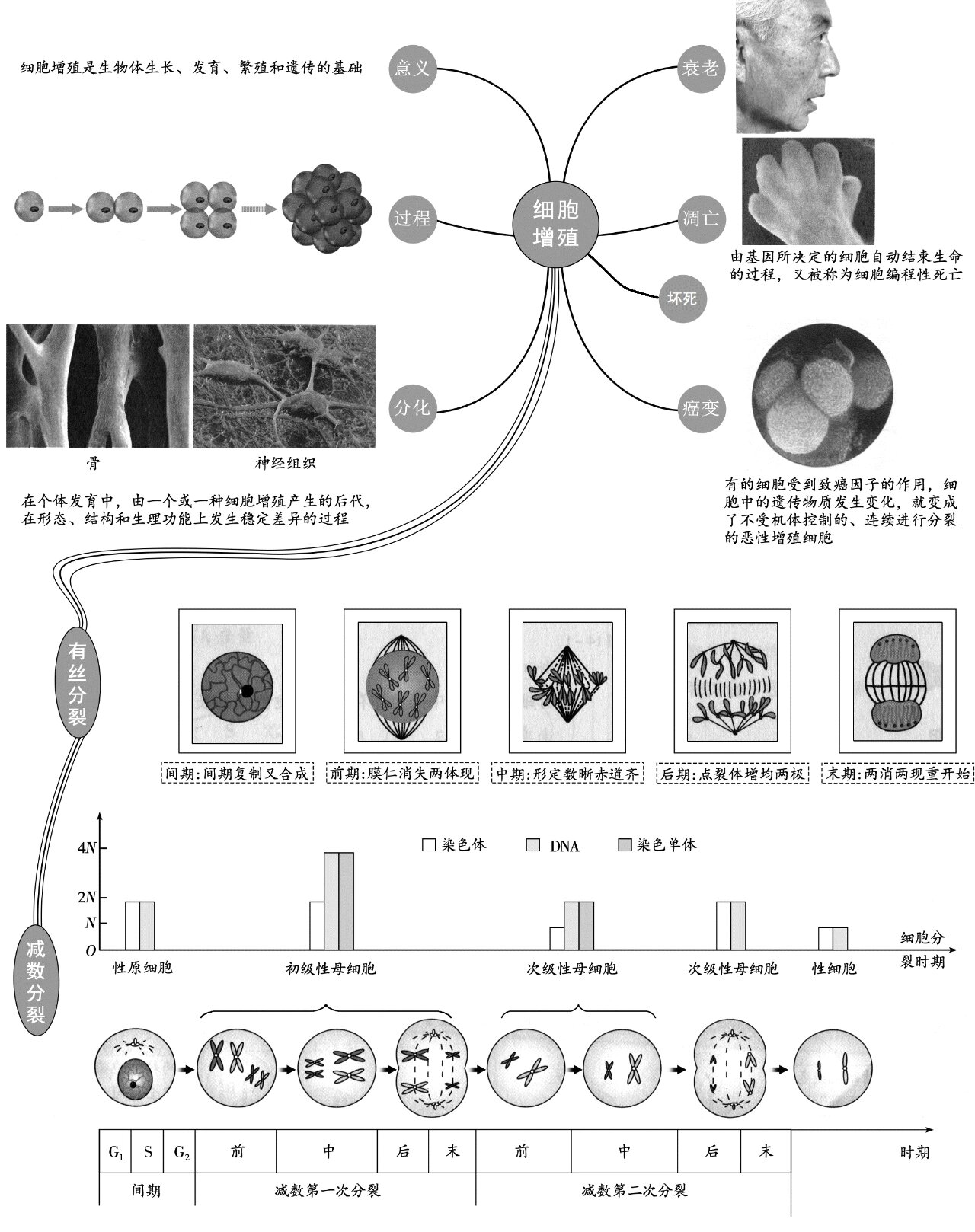 包含高三生物思维导图（细胞/遗传/稳态/生态）的词条