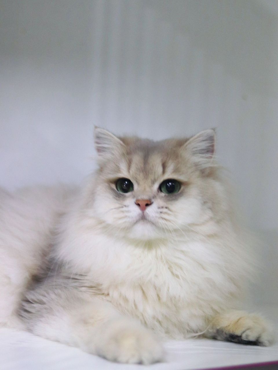 大憨憨 #长毛蓝金渐层# #蓝金渐层