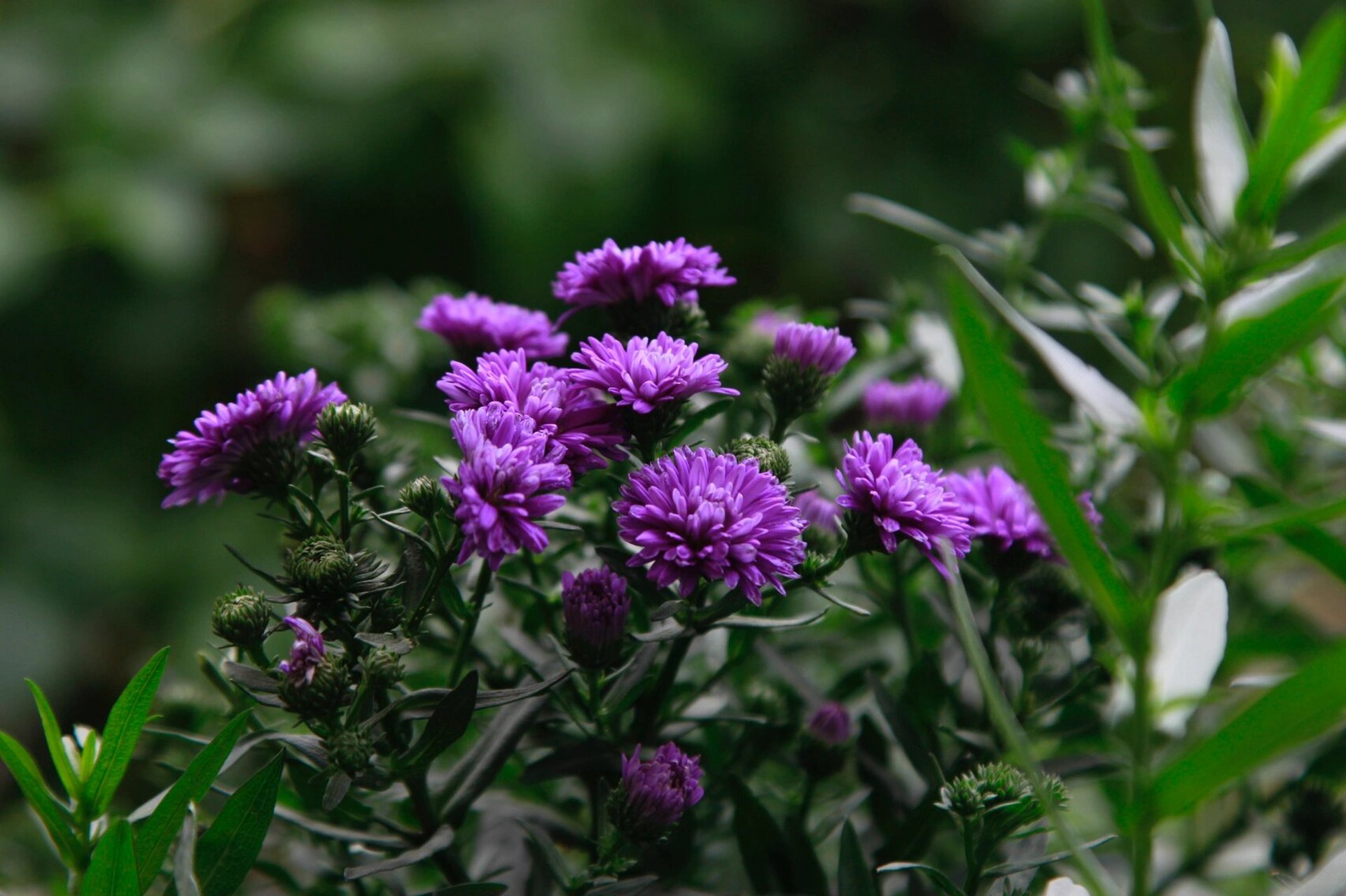 丹麦翠菊|春天里的小仙女 丹麦翠菊,温柔可爱,清新淡雅的色调舒缓了