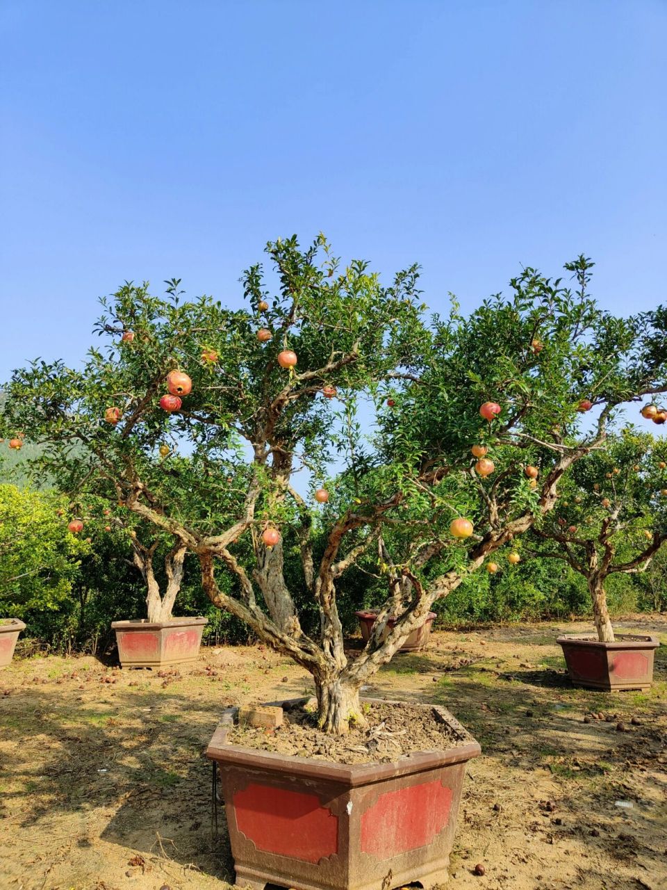 硕果累累庭院景观石榴盆栽,红红火火  #  庭院大红袍石榴树,造型优美