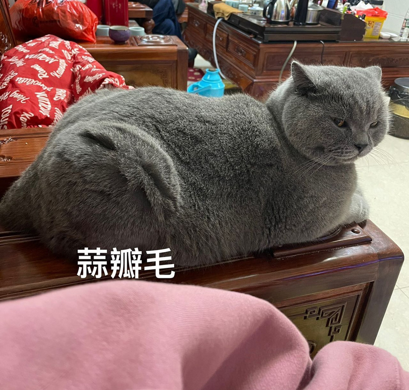 猫咪蒜瓣绒图片