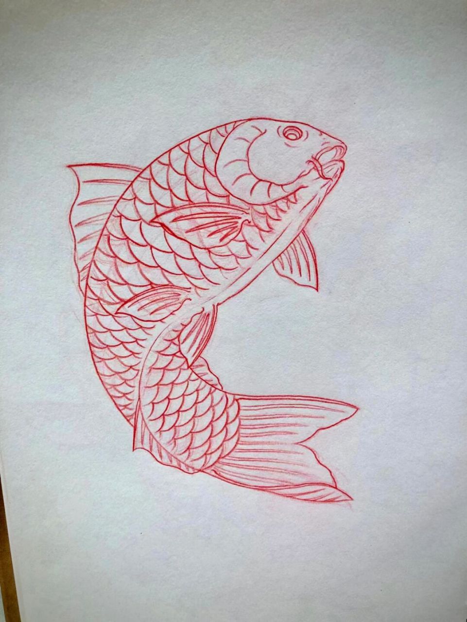 鲤鱼 《南流五部曲》鲤鱼画法 线上6班画的鲤鱼,干净整洁的线条,自然