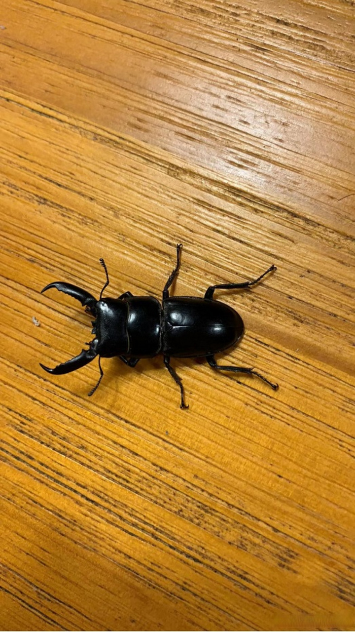 在浙江发现的"夹夹虫"竟然是它!