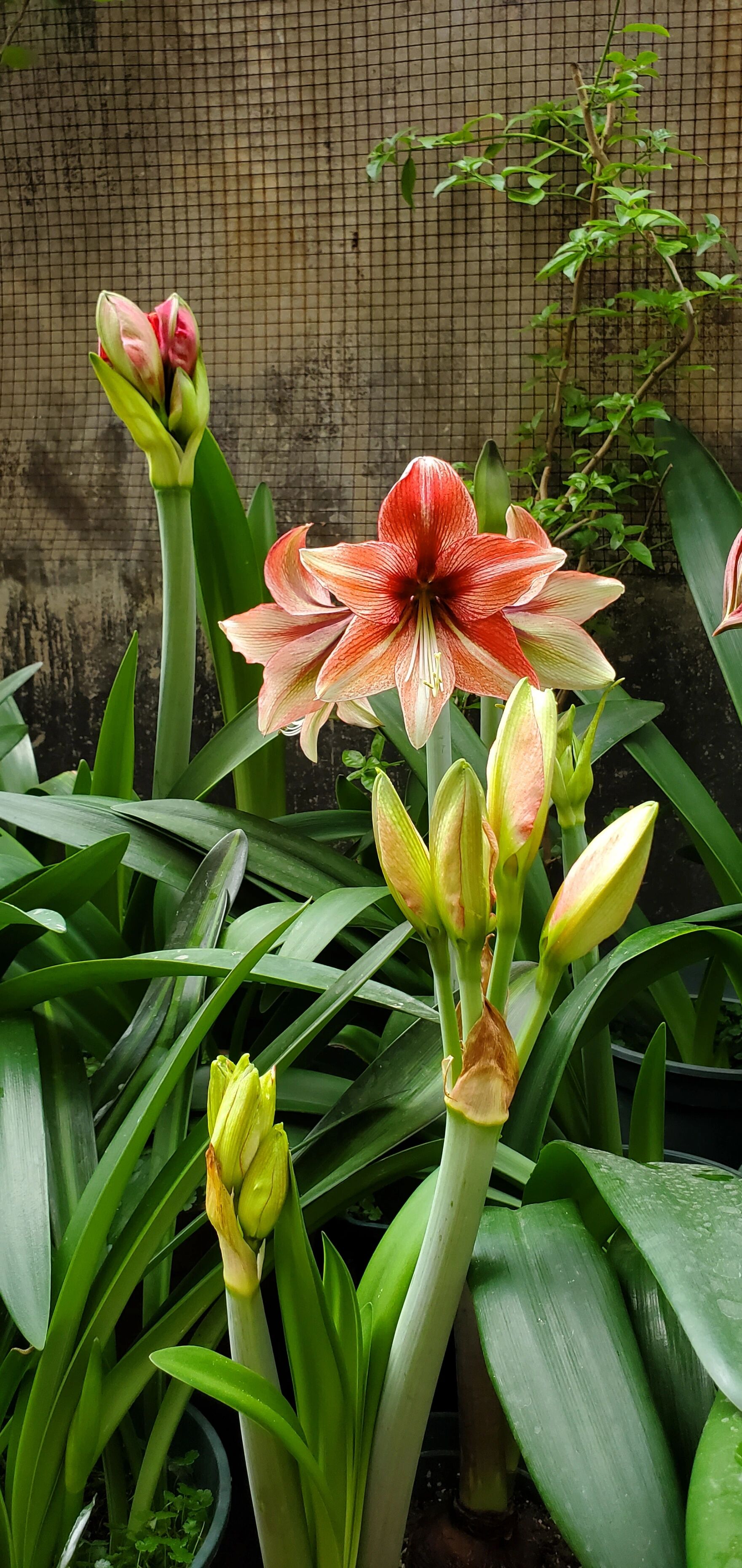 朱顶红#朱顶红猫眼石之星