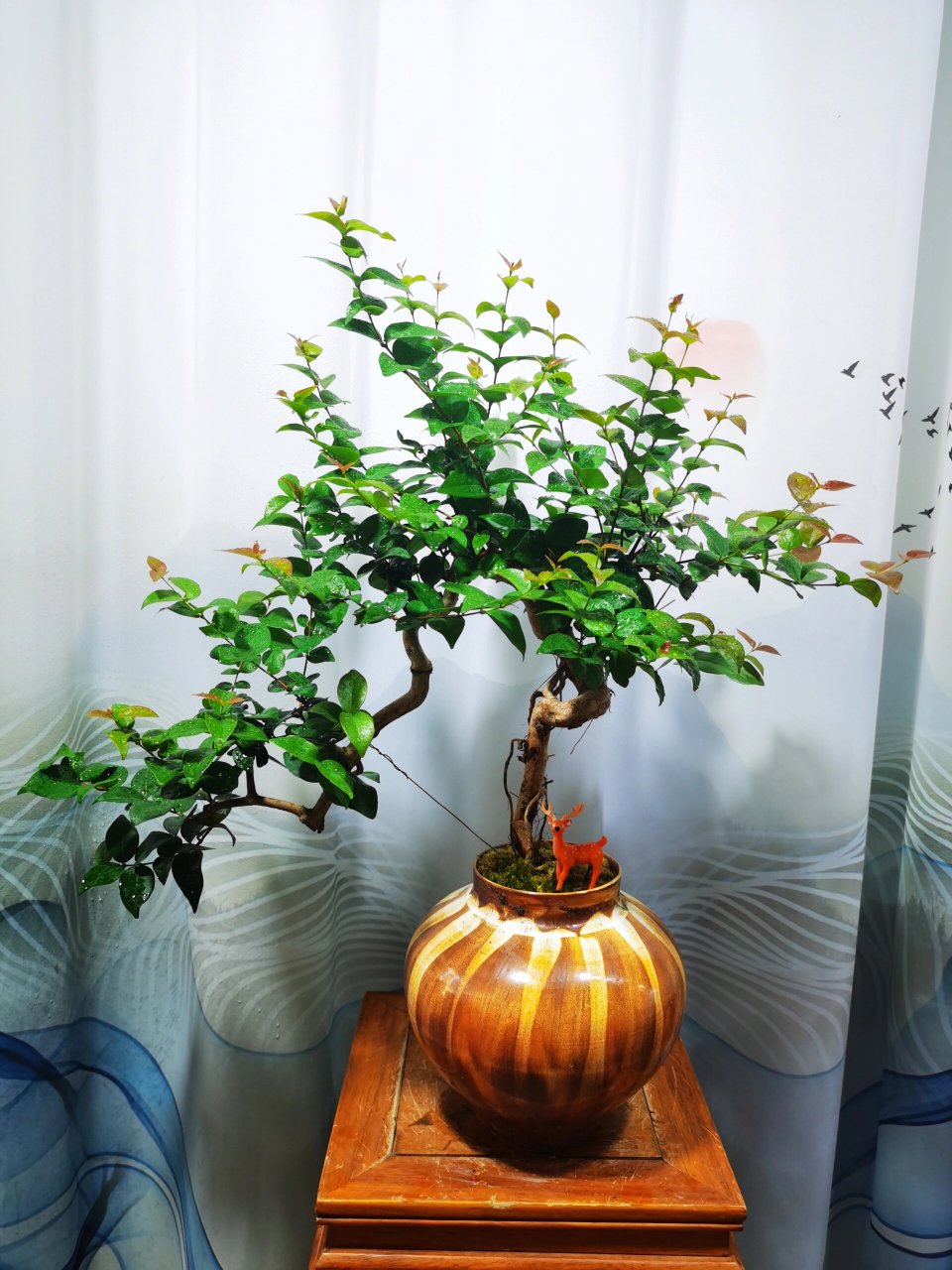 巴西红果 红果仔原产巴西.