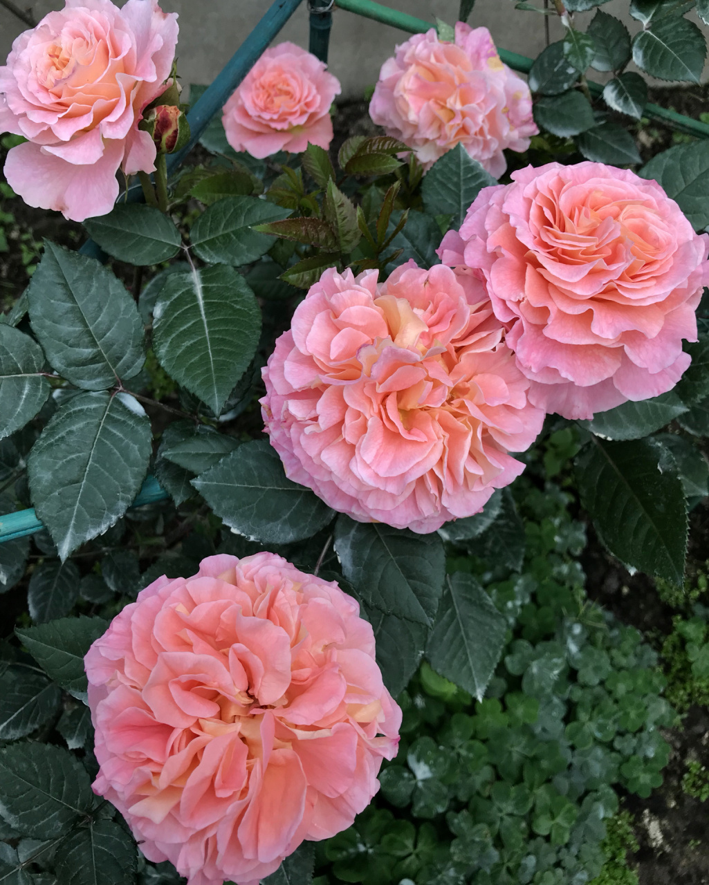 我的月季系列——奥古斯塔路易斯 德国月季,我这里四季开花,大花,超大